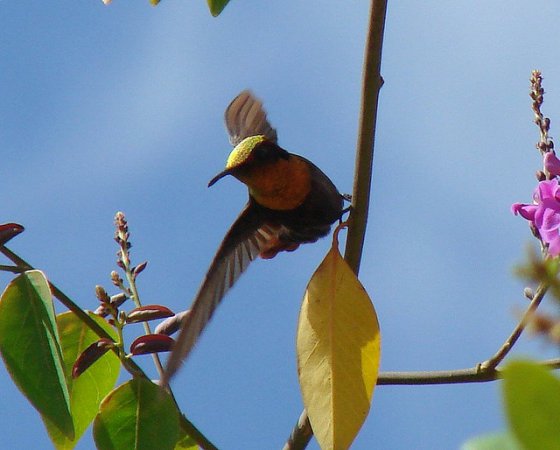 Photo (3): Ruby-topaz Hummingbird