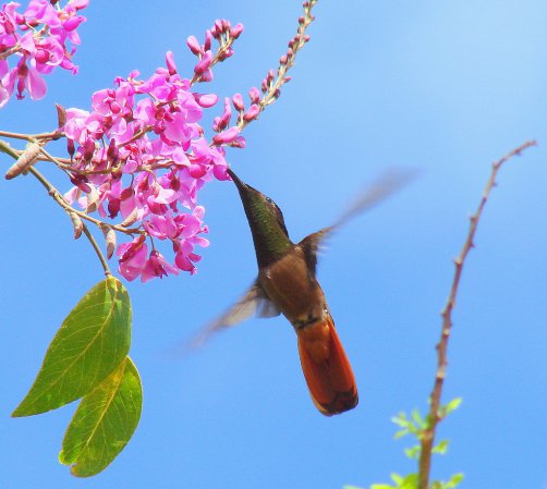 Photo (4): Ruby-topaz Hummingbird