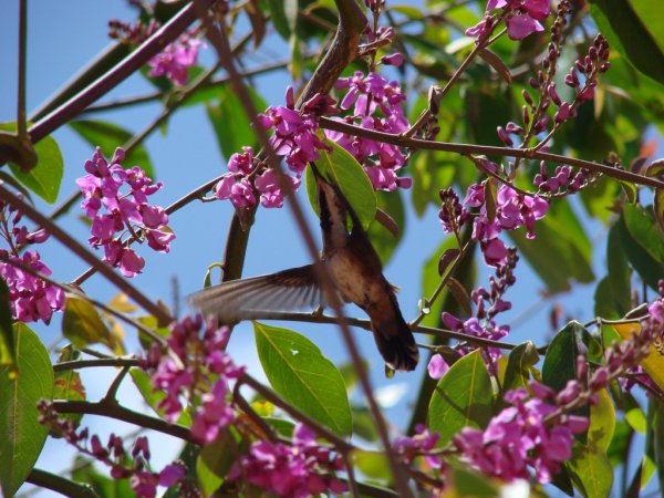 Photo (6): Ruby-topaz Hummingbird