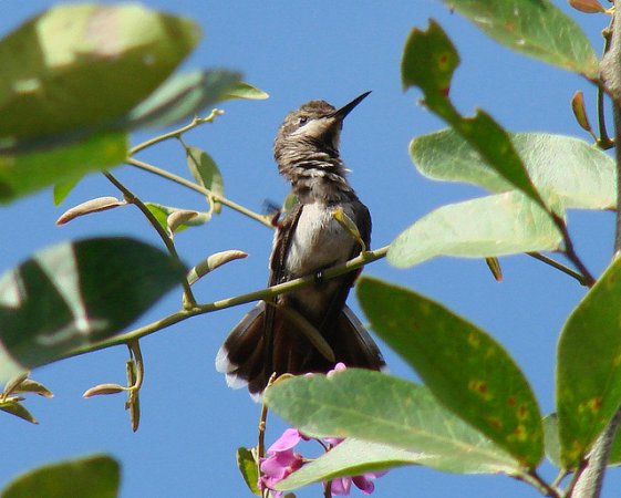 Photo (8): Ruby-topaz Hummingbird