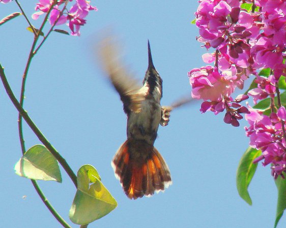 Photo (5): Ruby-topaz Hummingbird