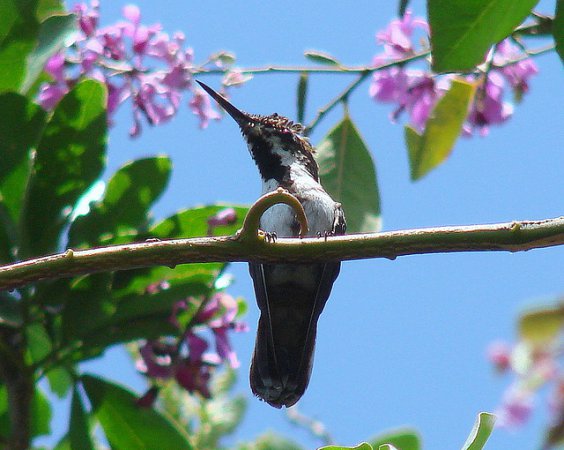 Photo (1): Ruby-topaz Hummingbird