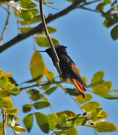Photo (2): Ruby-topaz Hummingbird