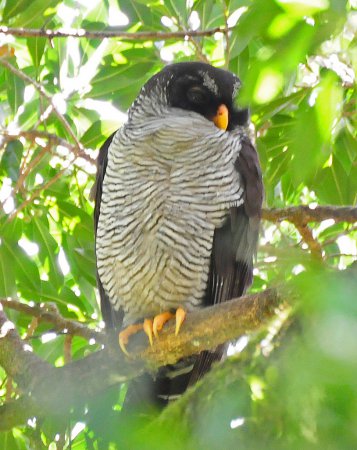Photo (1): Black-and-white Owl