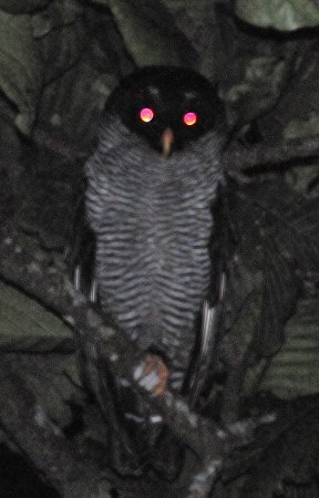 Photo (6): Black-and-white Owl