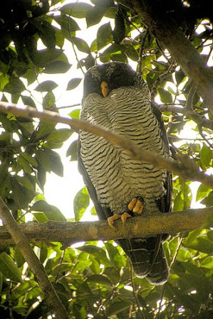 Photo (2): Black-and-white Owl