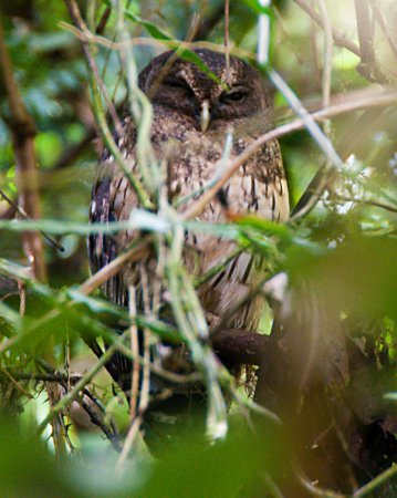 Photo (4): Mottled Owl