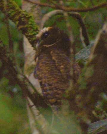 Photo (7): Mottled Owl