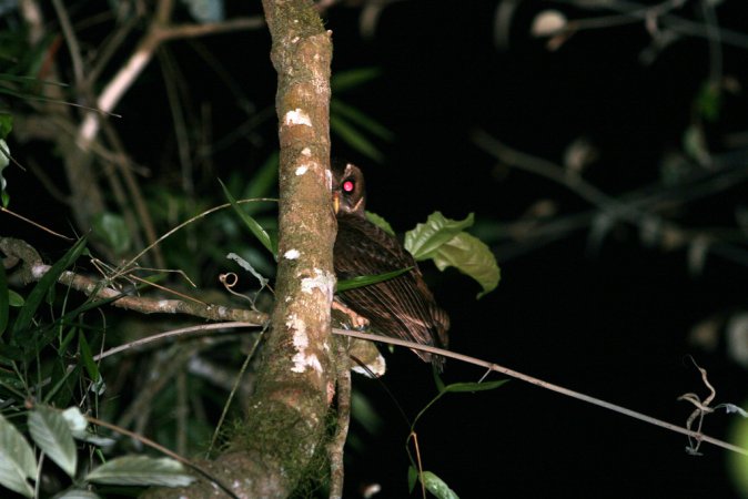 Photo (8): Mottled Owl