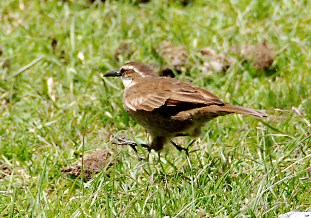 Photo (2): Stout-billed Cinclodes