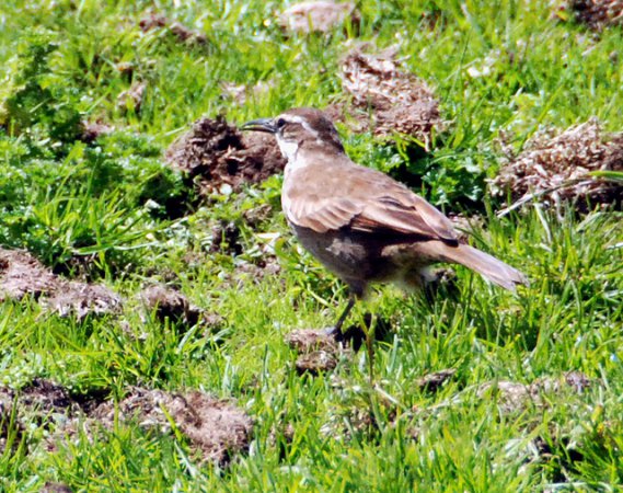 Photo (5): Stout-billed Cinclodes