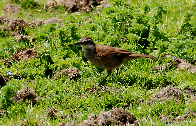 Photo (1): Stout-billed Cinclodes