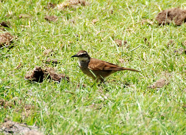 Photo (3): Stout-billed Cinclodes