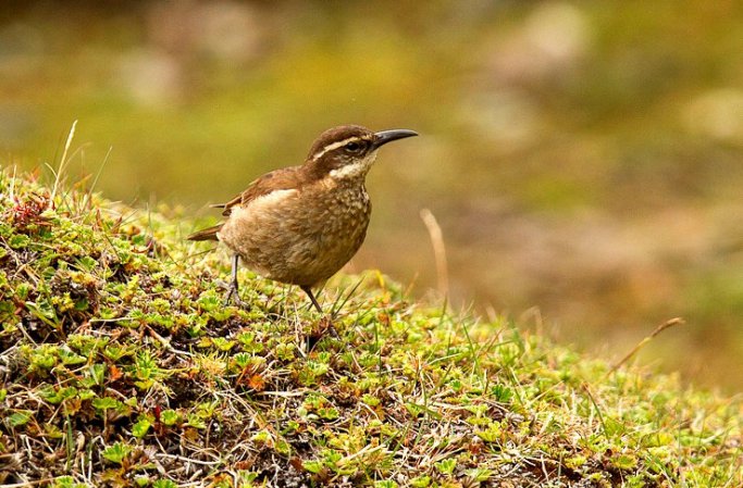 Photo (4): Stout-billed Cinclodes