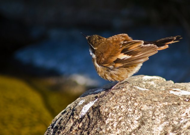 Photo (2): Olrog's Cinclodes