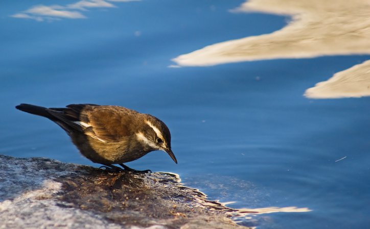 Photo (1): Olrog's Cinclodes