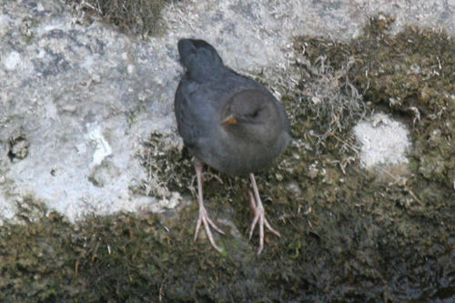 Photo (13): American Dipper