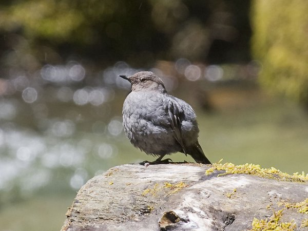 Photo (4): American Dipper