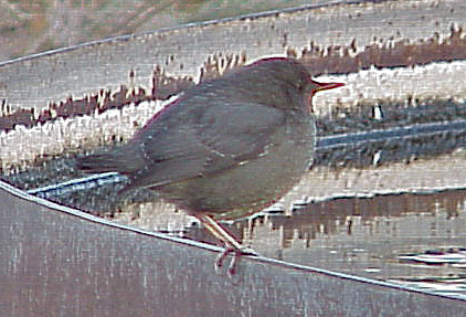 Photo (14): American Dipper