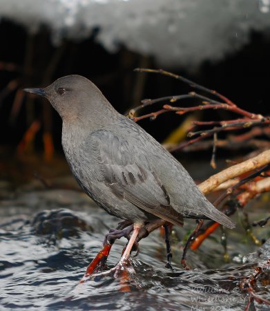 Photo (1): American Dipper