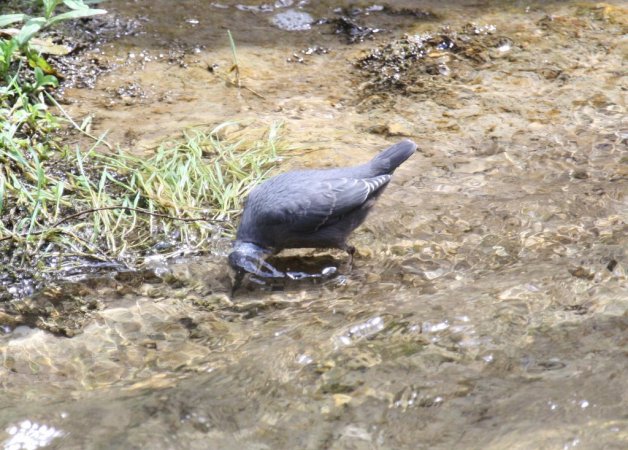 Photo (20): American Dipper