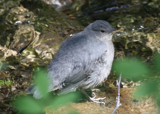 Photo (8): American Dipper