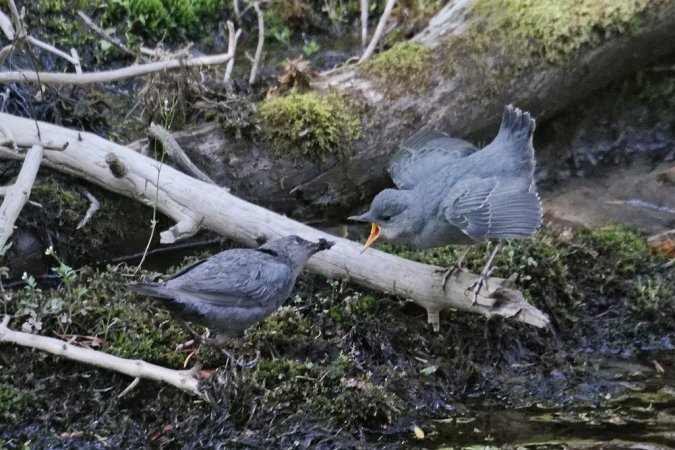 Photo (21): American Dipper