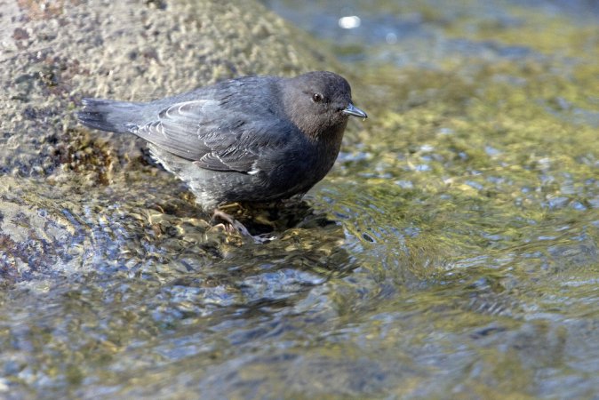 Photo (9): American Dipper