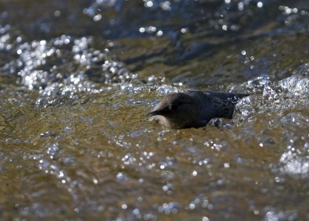 Photo (15): American Dipper