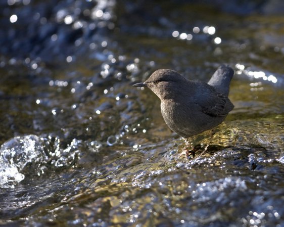 Photo (6): American Dipper