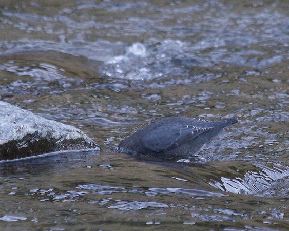 Photo (17): American Dipper