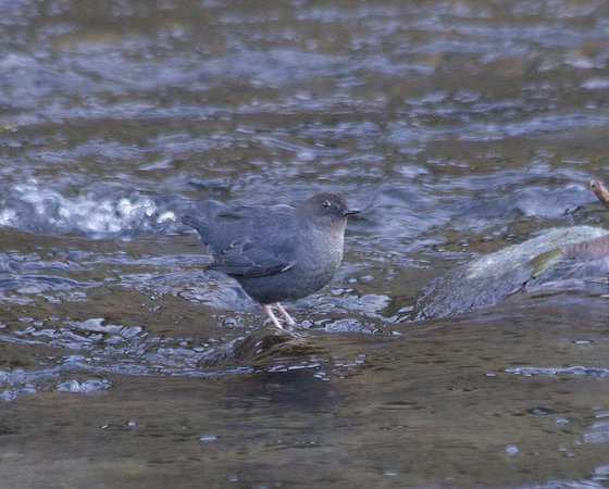 Photo (19): American Dipper