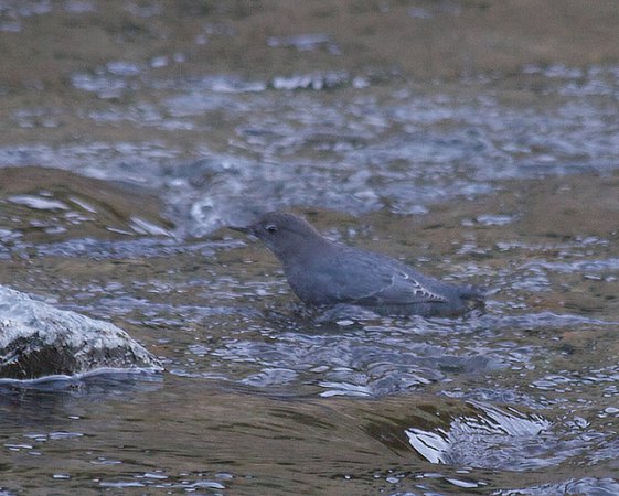 Photo (16): American Dipper