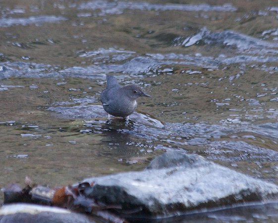 Photo (18): American Dipper