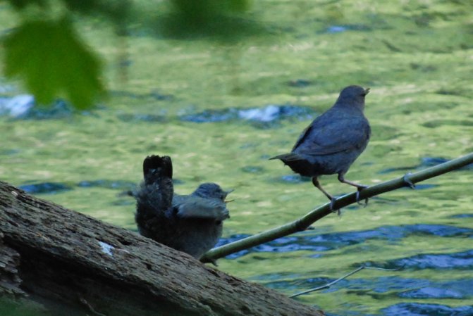 Photo (22): American Dipper