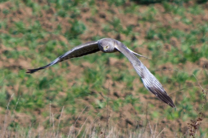 Photo (11): Northern Harrier