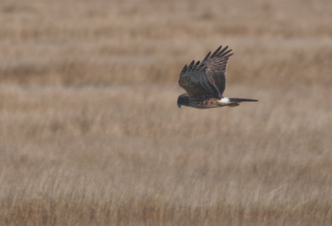 Photo (17): Northern Harrier