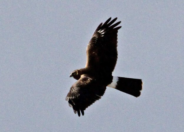 Photo (15): Northern Harrier