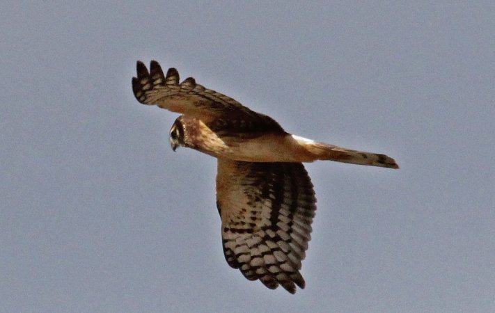 Photo (16): Northern Harrier