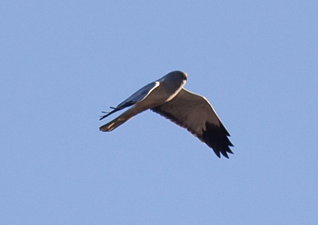 Photo (13): Northern Harrier