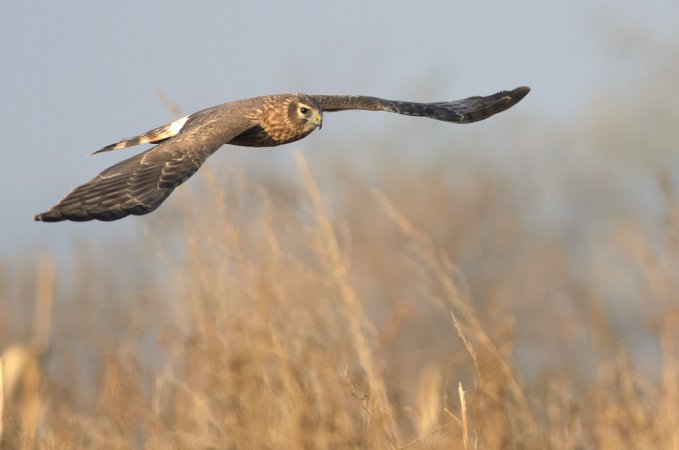 Photo (6): Northern Harrier
