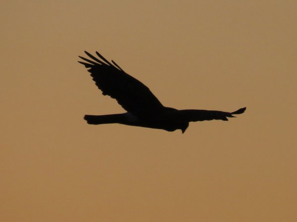 Photo (18): Northern Harrier