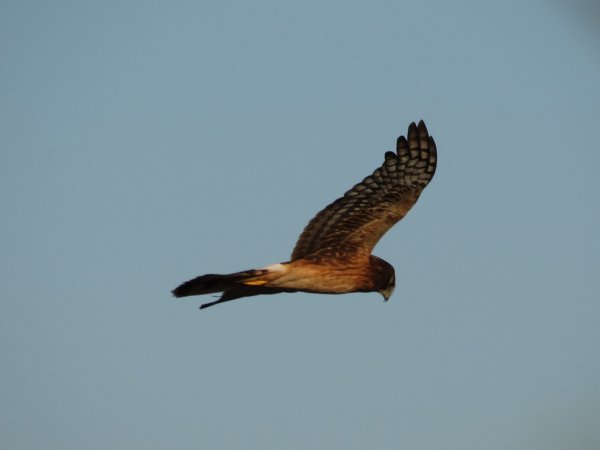 Photo (14): Northern Harrier