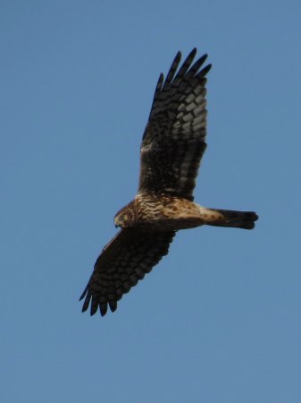 Photo (12): Northern Harrier