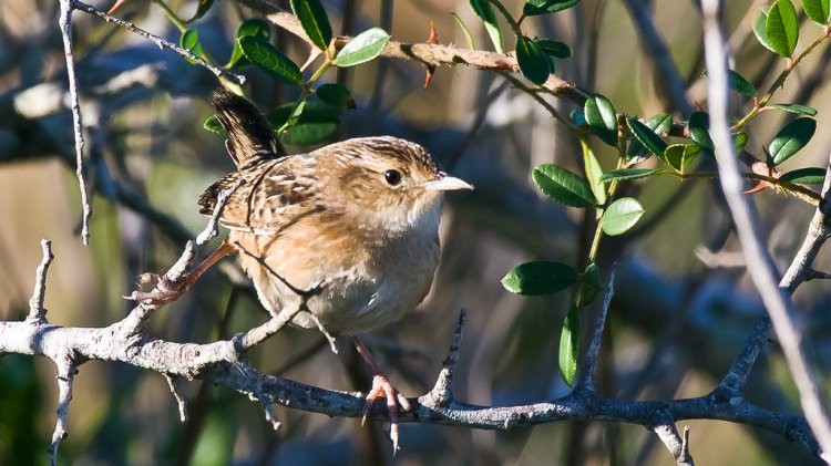 Photo (9): Sedge Wren