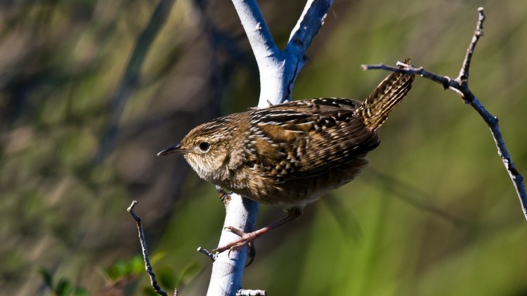 Photo (12): Sedge Wren