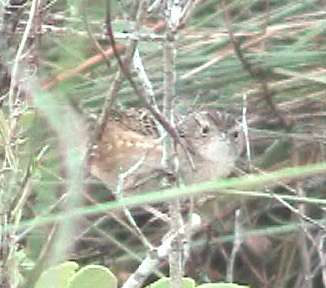 Photo (10): Sedge Wren