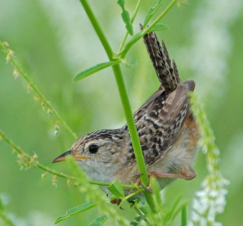 Photo (14): Sedge Wren