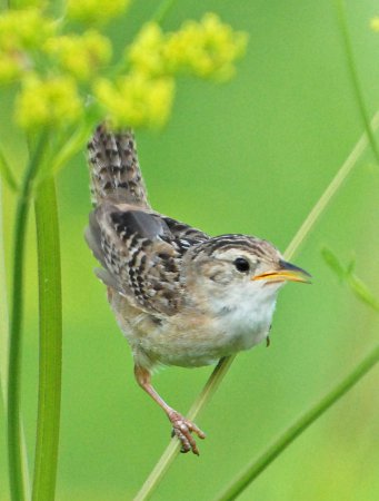 Photo (13): Sedge Wren