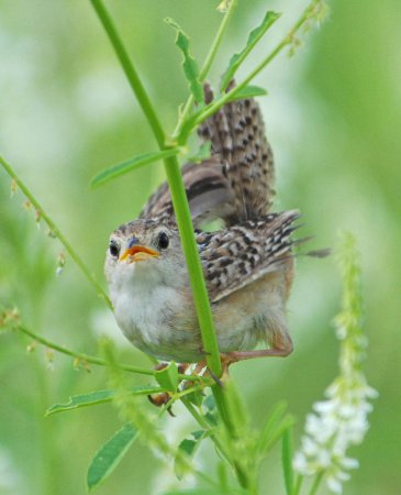 Photo (11): Sedge Wren